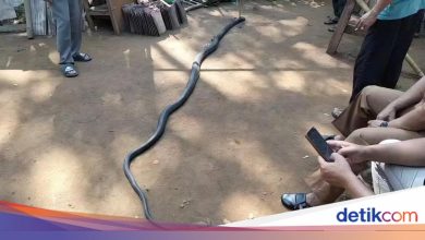 The elderly in Sukabumi died after the duel against King Cobra who entered the house