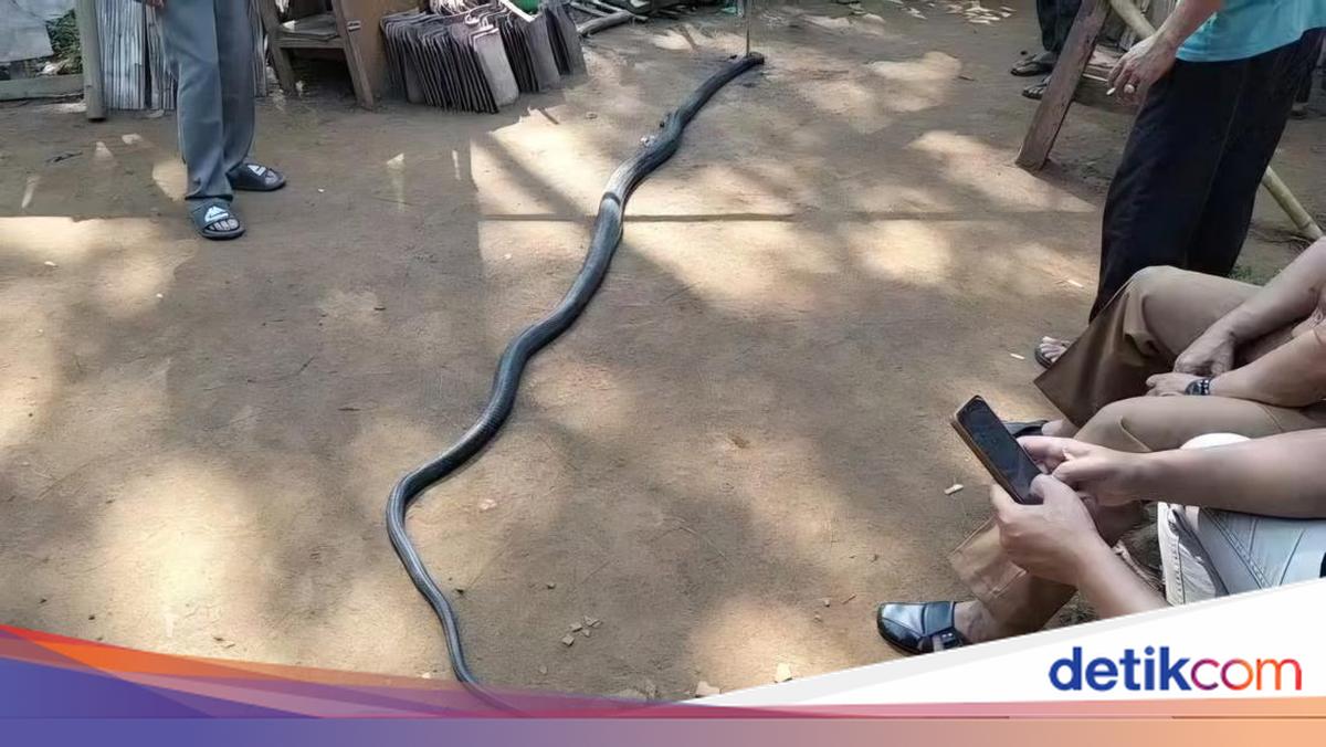 The elderly in Sukabumi died after the duel against King Cobra who entered the house