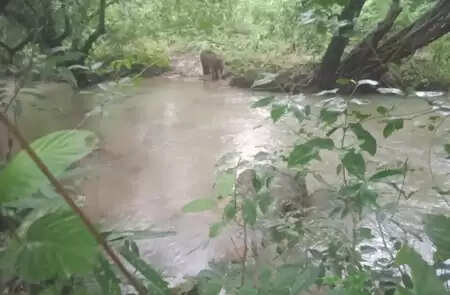 Elephant injured by each explosion of Naxalites in Saranda Forest of Jharkhand