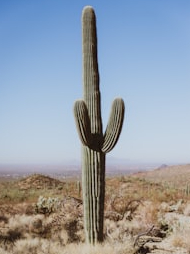 How do plants win without water in the desert?