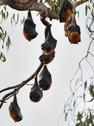 So bats hang upside down!