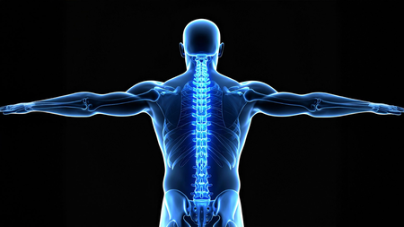 Body pivot, protector and shock absorber is spinal cord, know how it works