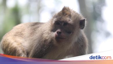 Viral monkey herd that enters settlements in South Tangerang, Damkar intervened