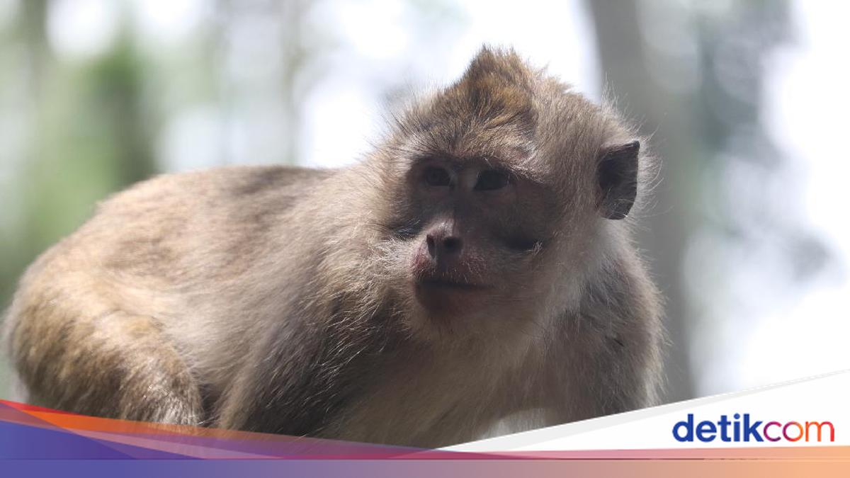 Viral monkey herd that enters settlements in South Tangerang, Damkar intervened