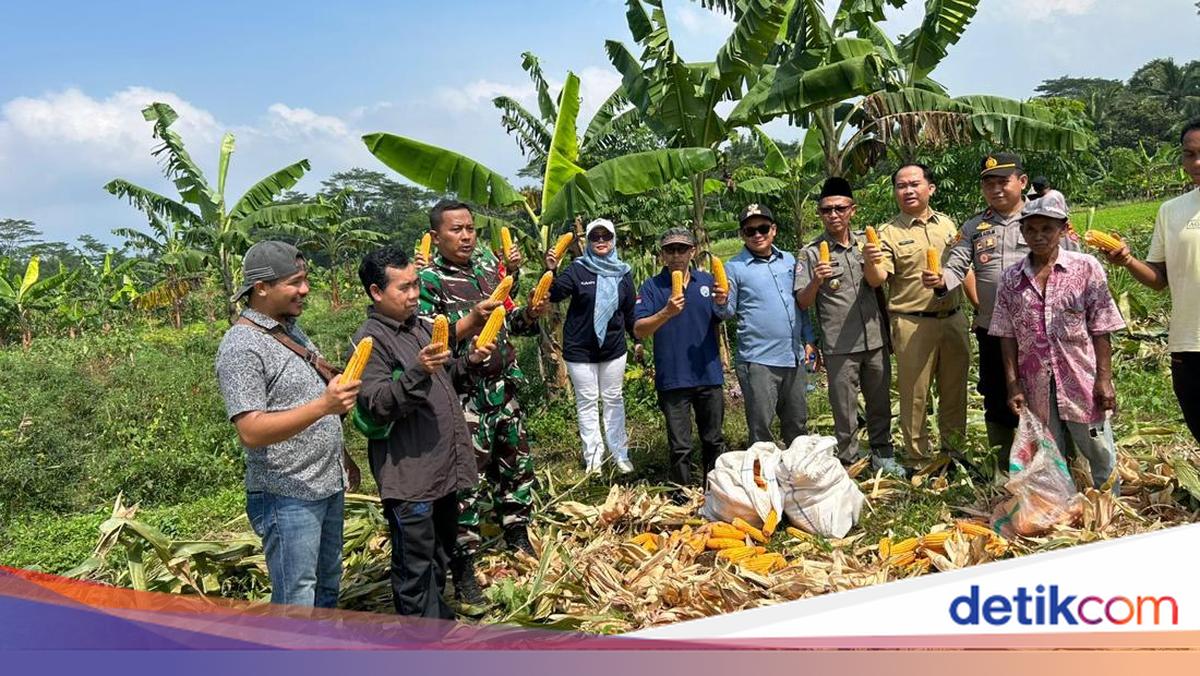 Support food self -sufficiency, police in Cikedal Pandeglose sector harvest 7 tonnes of wheat