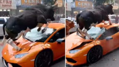 A bull worth lakhs has turned it into dust within a moment, you will also be left teary after knowing the truth of the viral video.