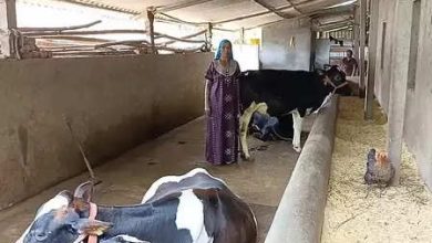 Gujarat: Women of Dang are empowered by animal husbandry