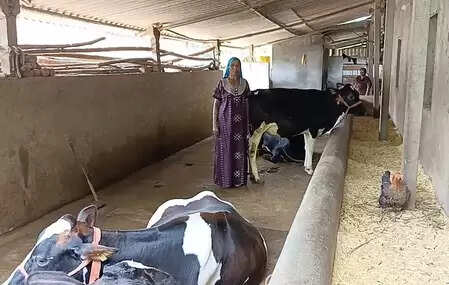 Gujarat: Women of Dang are empowered by animal husbandry