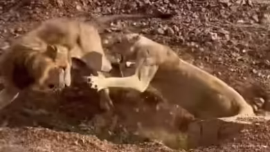 Which became the winner in the Battle of Lion and Lioness, who watched the jungle in the video