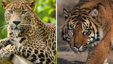 487 Towns of Uttarakhand scared by the roar of Guldar -Tiger, residents in panic – Game attacks in Dehradun 487 towns that are sensitive
