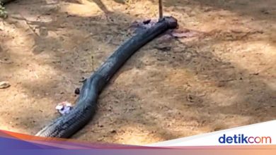 Incidence of King Cobra who died after duel against grandfather in sukabumi