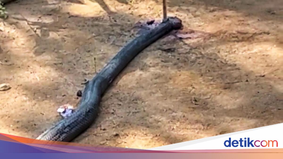 Incidence of King Cobra who died after duel against grandfather in sukabumi