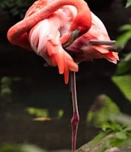Why flamingo -birds pink color?