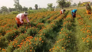 Farmers can earn a good profit by taking Marigold, the scent of flowers will remove poverty from home – Marigold Farming Profitable Opportunity for Farmers