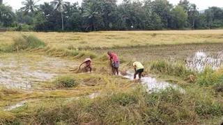 Unservant rain broke the back of farmers, great loss of Paddy Crop; Most affected in Up-Bihar Punjab Rain Farmers Significant Damage Paddy Crop Uttar Pradesh Bihar Punjab The worst affected