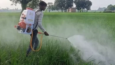 Great gift to the farmers of UP, before Diwali, the central government has increased the support price of these crops – MSP increases small farmers benefit from increased crop prices