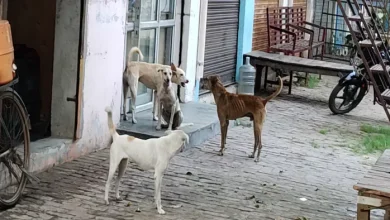 In this district UP, in one month, eight thousand people were attacked by dogs and about two thousand by monkeys – Bulandshahar News Dog and Monkey Attacks caused panic