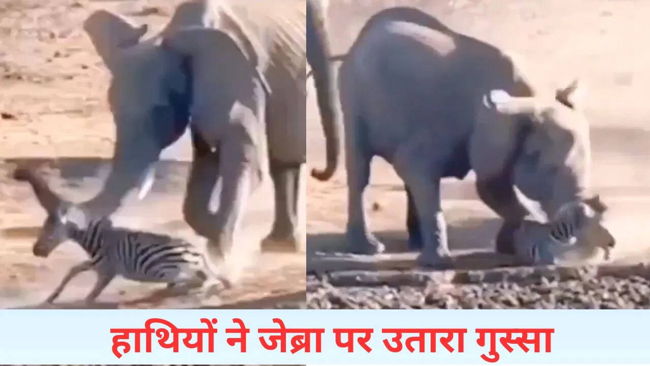 The elephant became angry with the zebra and ended up in such a condition that it became difficult to rise; Watch video