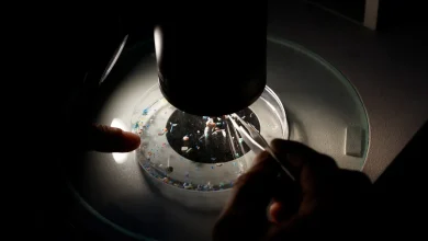 Study: Microplastic particles change the number of beneficial gut bacteria