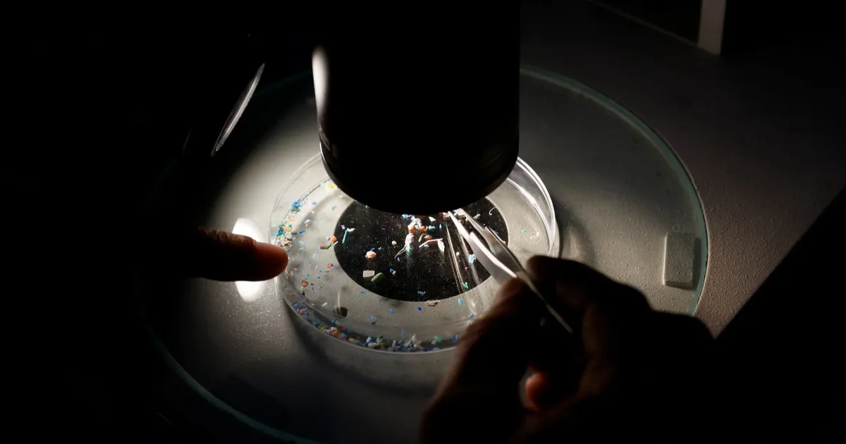 Study: Microplastic particles change the number of beneficial gut bacteria