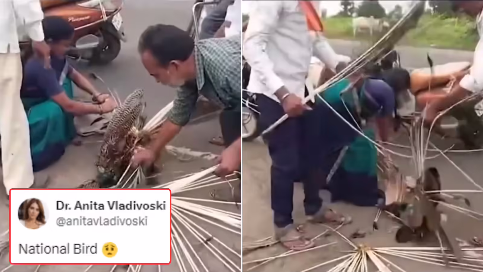 “Cross every limit of cruelty ….” People are seen picking the feathers of a dead peacock on the road, and you will cry after watching the viral video.