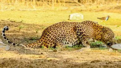 Uttar Pradesh: Leopard hunting 12 -year -old girl in Lakhimpur Kheri, fourth incident in two weeks