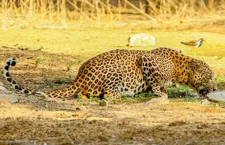 Uttar Pradesh: Leopard hunting 12 -year -old girl in Lakhimpur Kheri, fourth incident in two weeks