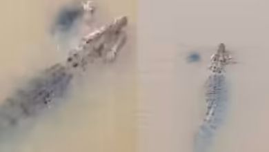 A woman bathing on the riverbank has been dragged into the water by a predator, you will feel heartbreaking after watching the viral video.