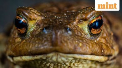 Remedy on social media: 82-year-old woman eats live frogs full of parasites to treat back pain; See what happens next