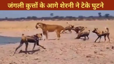 Lioness trapped in the clutches of wild dogs, video of the awful battle surprised everyone