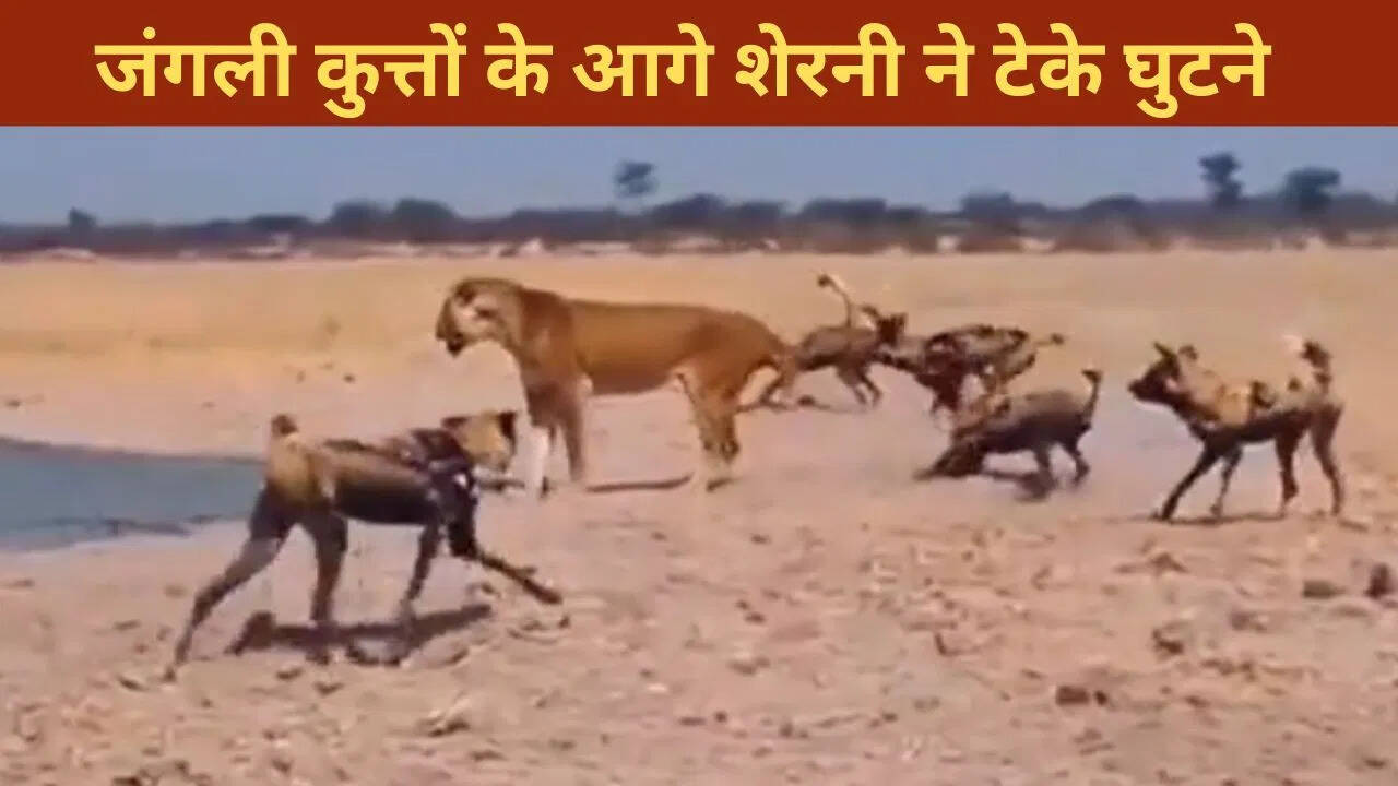 Lioness trapped in the clutches of wild dogs, video of the awful battle surprised everyone