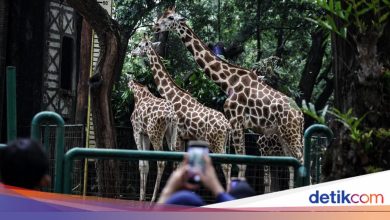 What time is the Ragunan Night Tour? See how to buy tickets