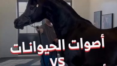 أصوات محركات سيارات تشبه أصوات الحيوانات. وش أجمل صوت برأيك