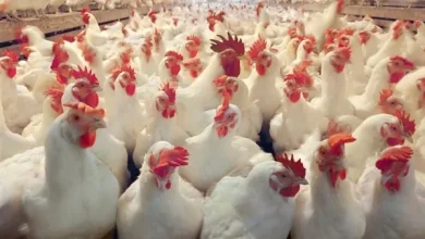 تراجع كبير في أسعار الدواجن والبيض اليوم الجمعة