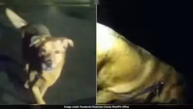 Four -leg hero! Dog saved the life of an 86 -year -old woman, loyal dog did wonders in Florida