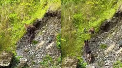 Leopard was in a bad shape before Dogesh Bhai’s courage, firstly there would have been an equal competition, and the entire game has changed.