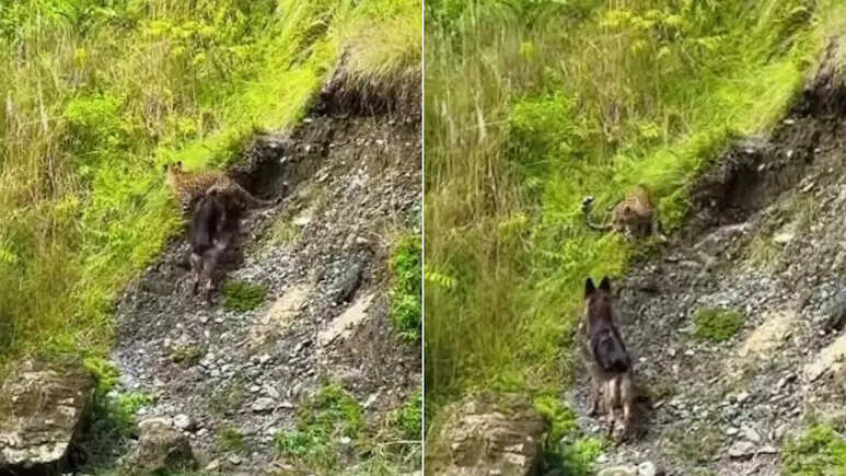 Leopard was in a bad shape before Dogesh Bhai’s courage, firstly there would have been an equal competition, and the entire game has changed.