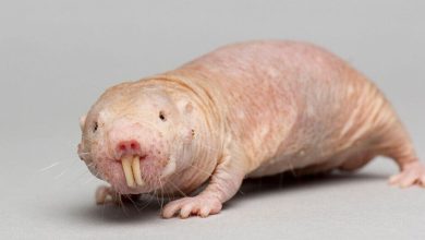 Secret for longevity unlock? Naked Mole Rat’s DNA Report Mechanism offers promising lifetime clues