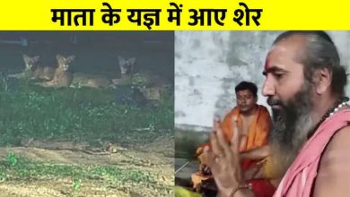 Mata’s Havan took place in the temple, three lions have come as soon as the singing of mantras ended … see video
