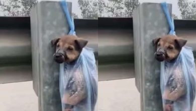 Outside of all limits of cruelty! Innocent dog hung along the road with tape tied to mouth, users furious after watching viral video