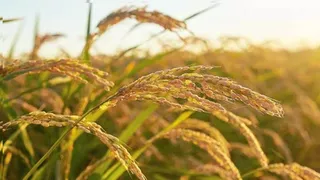 The problems of farmers do not take off in Punjab, after flood and virus, now turmeric disease attacks. Punjab farmers stare at new threat