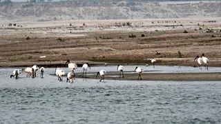 World -Trekvoël Day 2025: Fair of migratory birds arranged on the banks of Ganga, Call of Nature echoed in the Quiet Valleys -World Trekbird Day 2025 Many Trekbirds reached on shore of Ganges in Bhagalpur Bihar