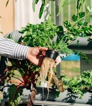 Can plants grow without soil?