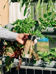 Can plants grow without soil?