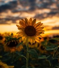 That’s why the sunflower chases the sun!