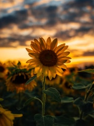 That’s why the sunflower chases the sun!