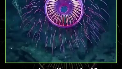 توثيق مشهد نادر لقنديل بحر مضيء بألوان استثنائية في أعماق المحيط. #قنديل_البحر