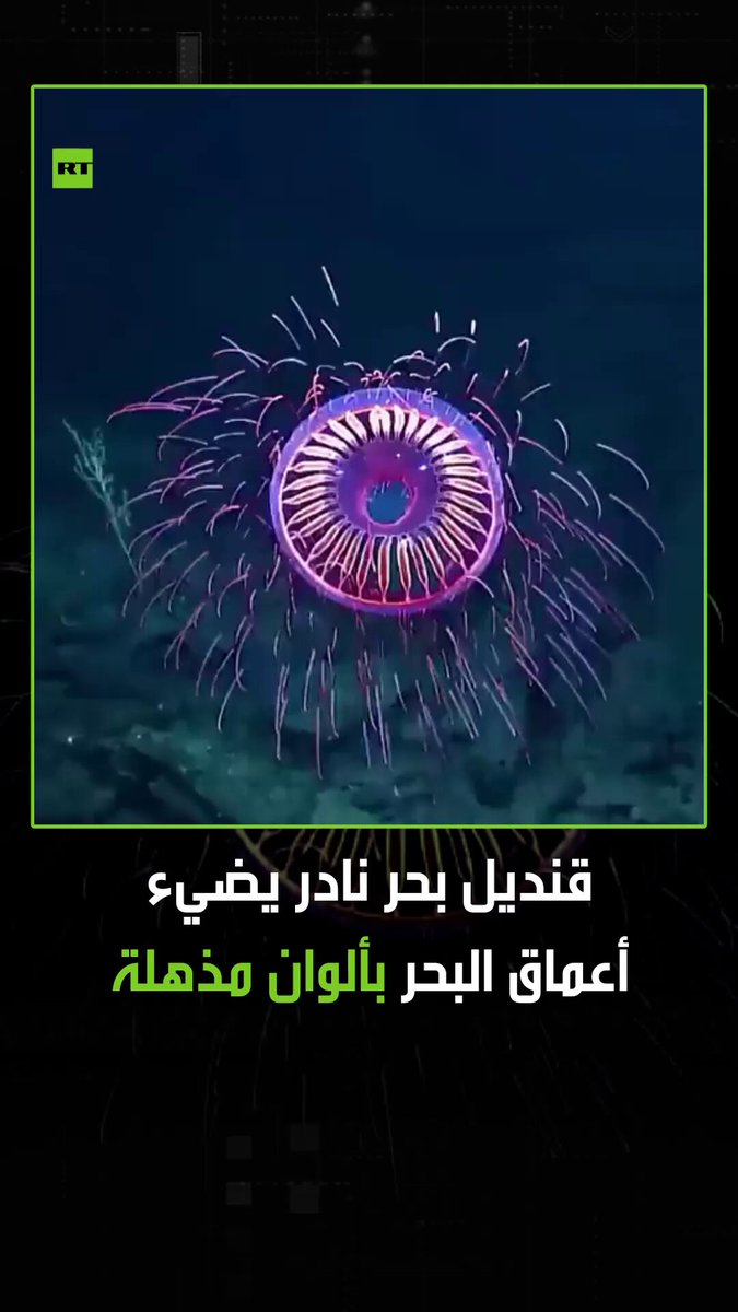 توثيق مشهد نادر لقنديل بحر مضيء بألوان استثنائية في أعماق المحيط. #قنديل_البحر