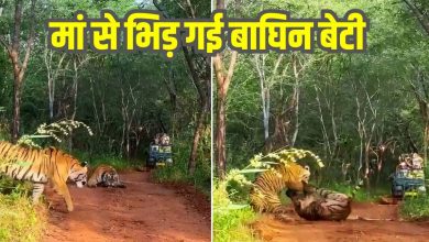 Tigress daughter fought with Mother for territory, then a fierce bloody battle took place, see who won