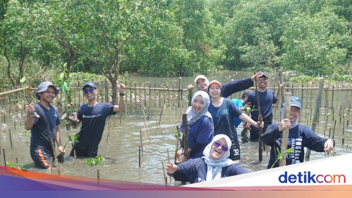 Paragonian movements 2025 to plant 3.500 mangroves in Tanjung Burung Village